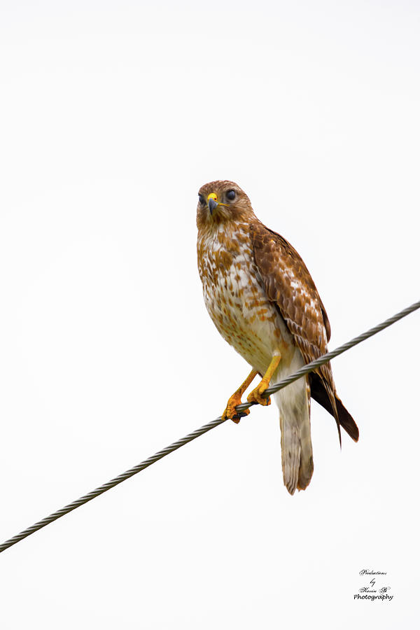 Hawk on a Wire by Kevin Banker Hawk on a Wire by Kevin Banker