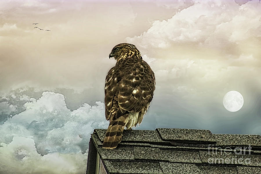 Bird Photograph - Hawk On The Roof by Tom York Images