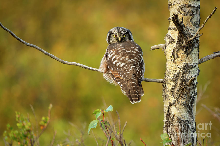 Hawk Owl Photograph by Aaron Whittemore