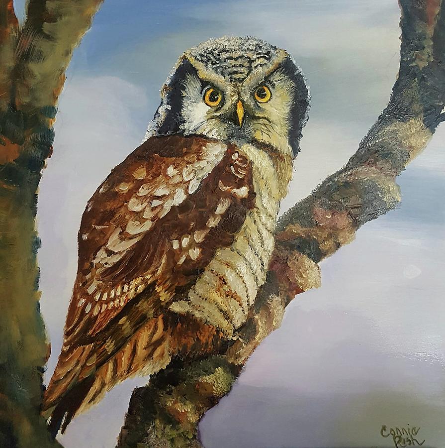 Hawk Owl Painting by Connie Rish