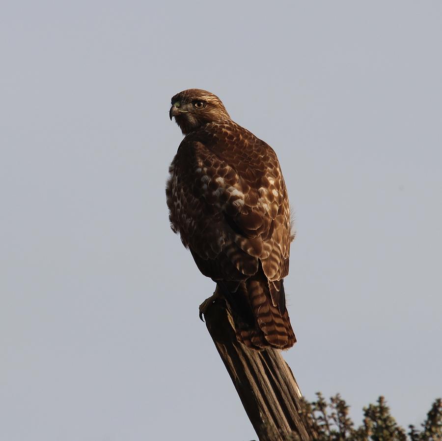 Hawk Photograph by Paul Comish - Fine Art America