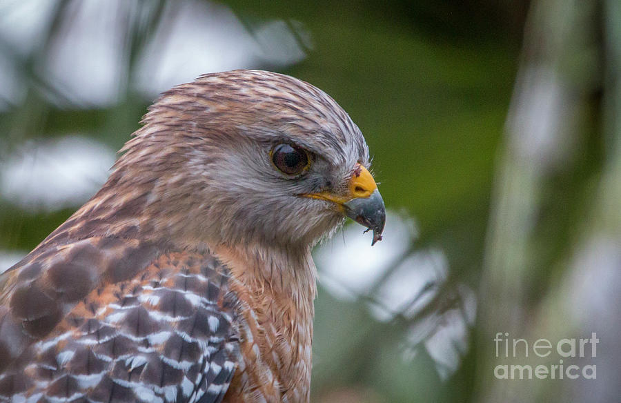 Hawk Portrait Photograph by Tom Claud
