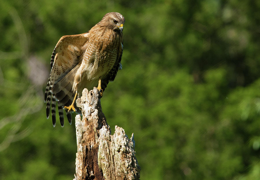 Hawk Resting on Dead Tree Photograph by TJ Baccari - Fine Art America