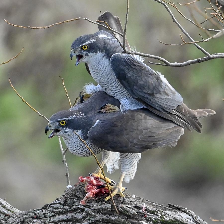 Hawk Photograph by Satoshi Nihonmatsu - Fine Art America