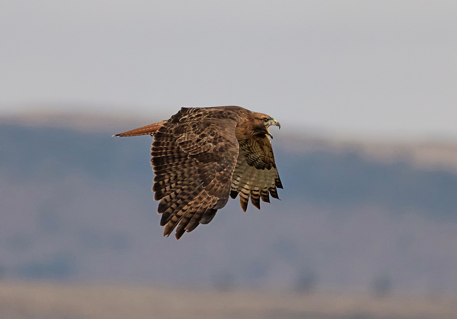 Hawk Scream Photograph by Loree Johnson