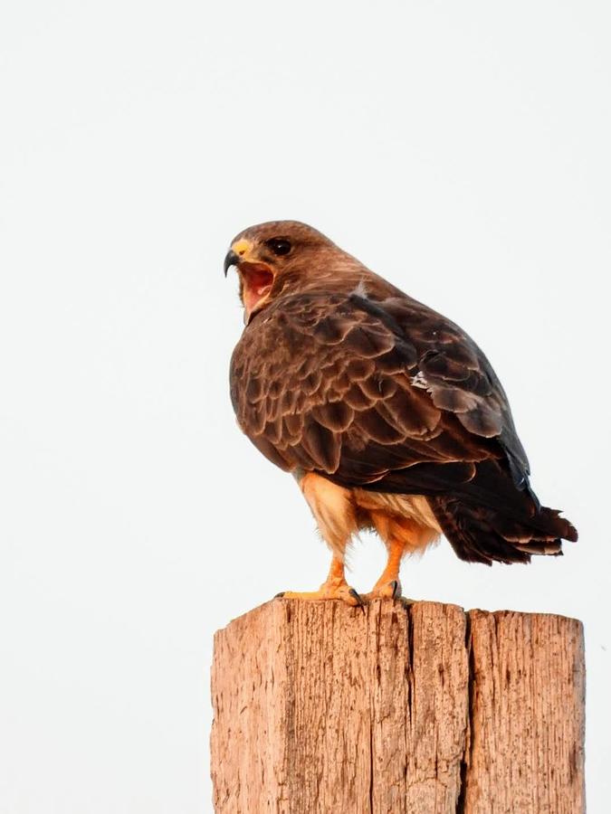 Hawk Squawk Photograph by Amanda R Wright