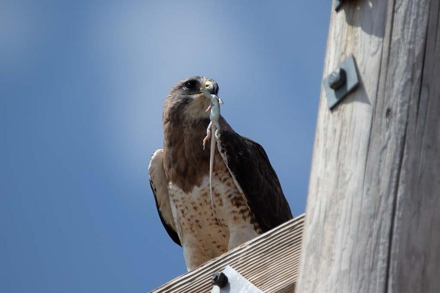 Hawk with a Catch Photograph by Pauline Motis - Fine Art America