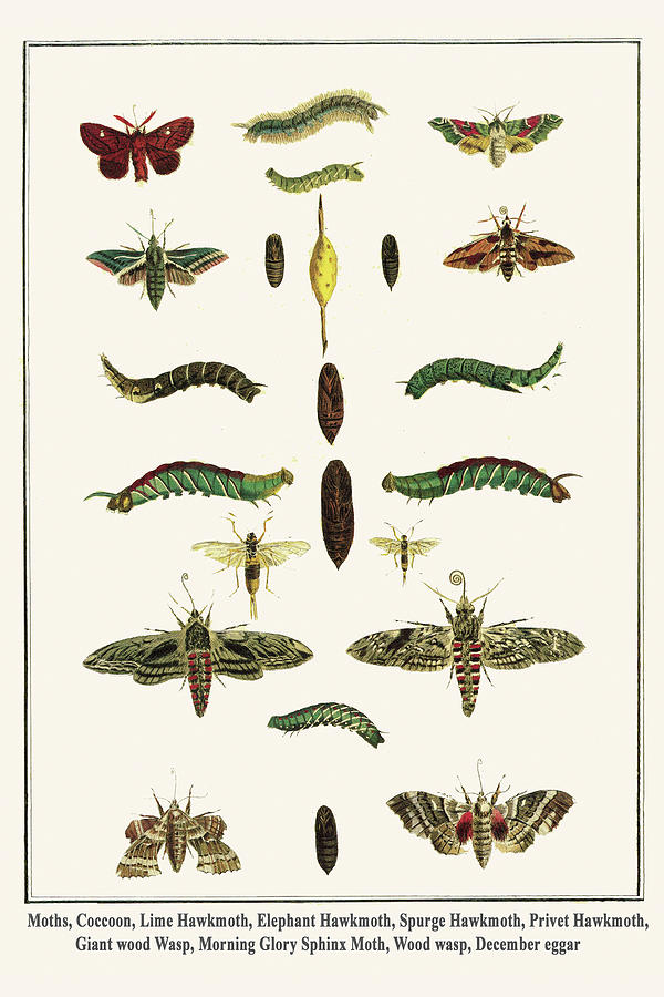 Hawkmoths and their Stages Painting by Albertus Seba