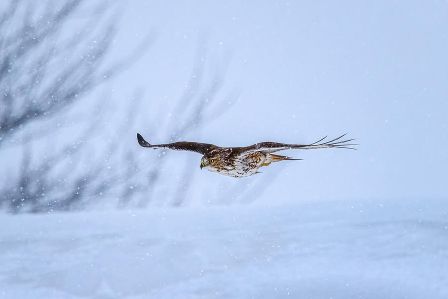 Wildlife Photograph - Hawk\s Hunt Revealed by Steven Zhou