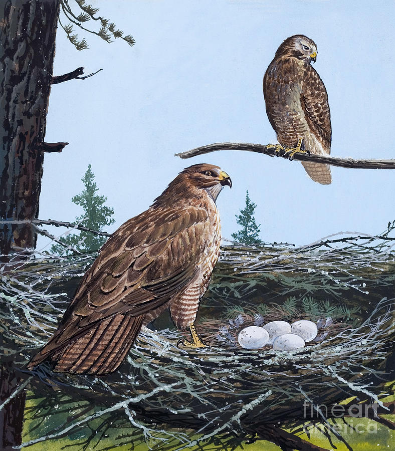 Hawks Nest Painting by Unknown