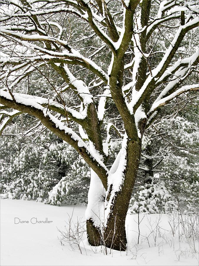Hawks Tree in the Snow Photograph by Diane Chandler
