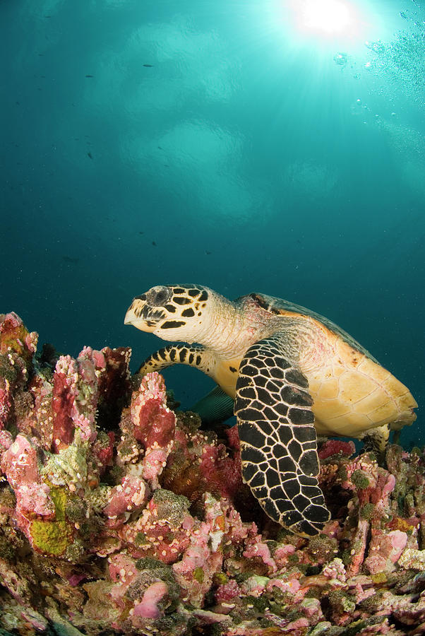Hawksbill Blue Water And Sun Photograph by Rainervonbrandis