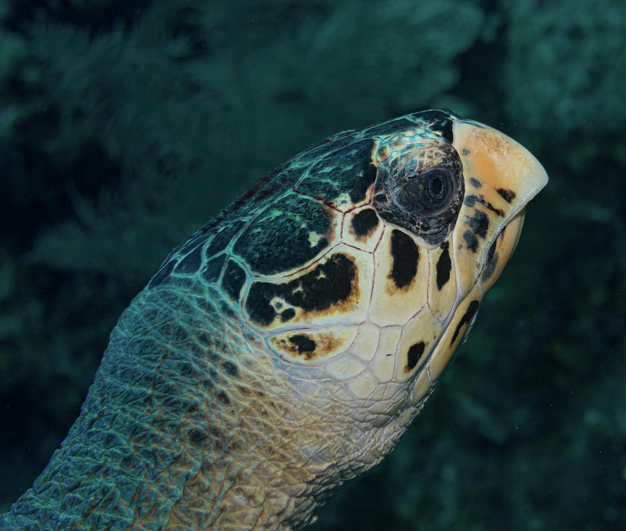 Hawksbill Close up Photograph by Jean Noren