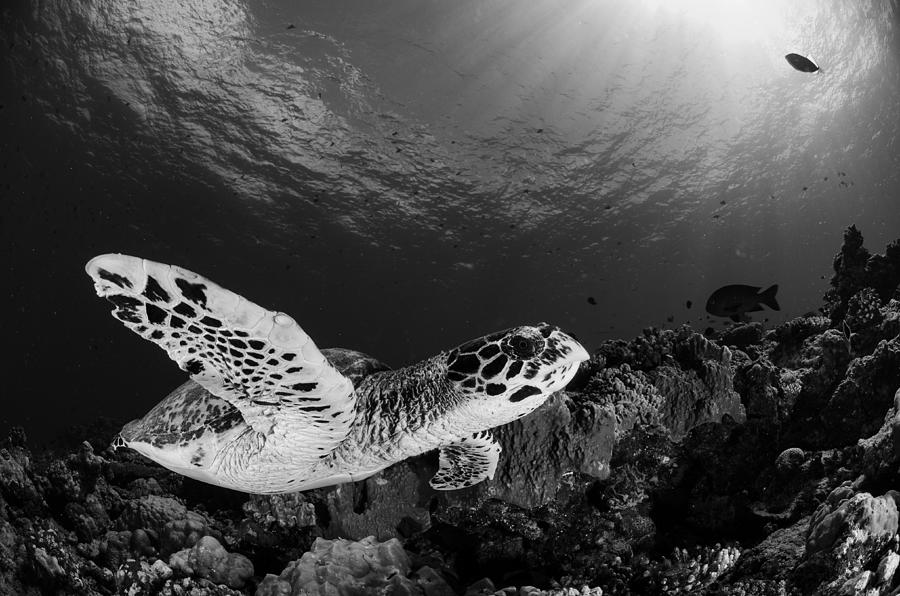 Hawksbill Photograph by Ryan Y Lin - Pixels