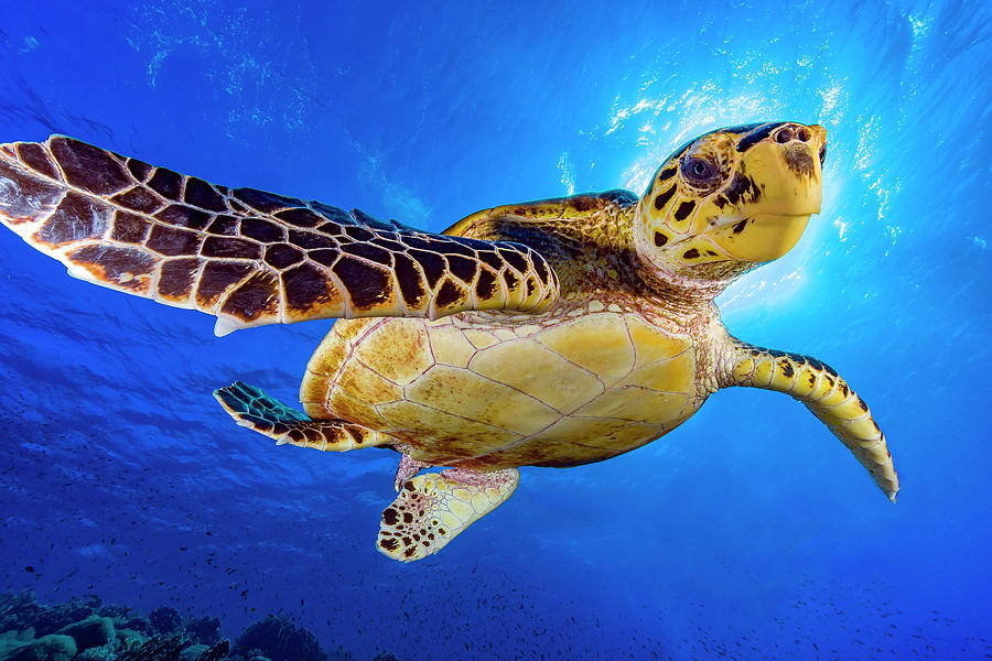 Hawksbill Sea Turtle Eretmochelys Photograph by Bruce Shafer