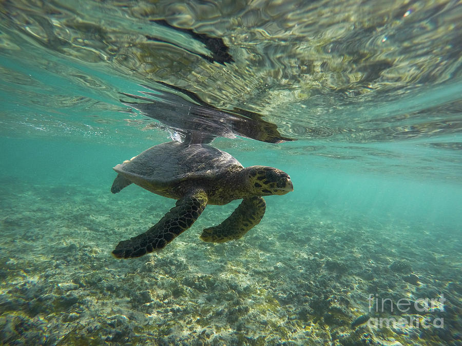Hawksbill sea turtle Eretmochelys imbricata a2 Photograph by Eyal Bartov