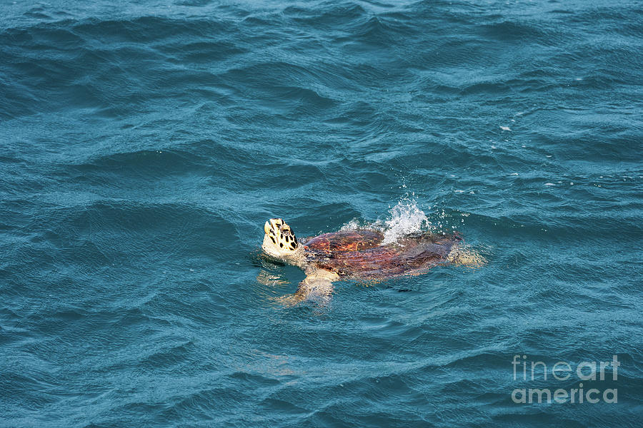 Hawksbill sea turtle Eretmochelys imbricata g5 Photograph by Eyal Bartov
