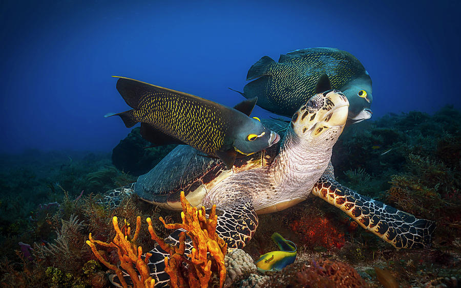 Hawksbill Sea Turtle Getting Cleaned Photograph by Beth Watson