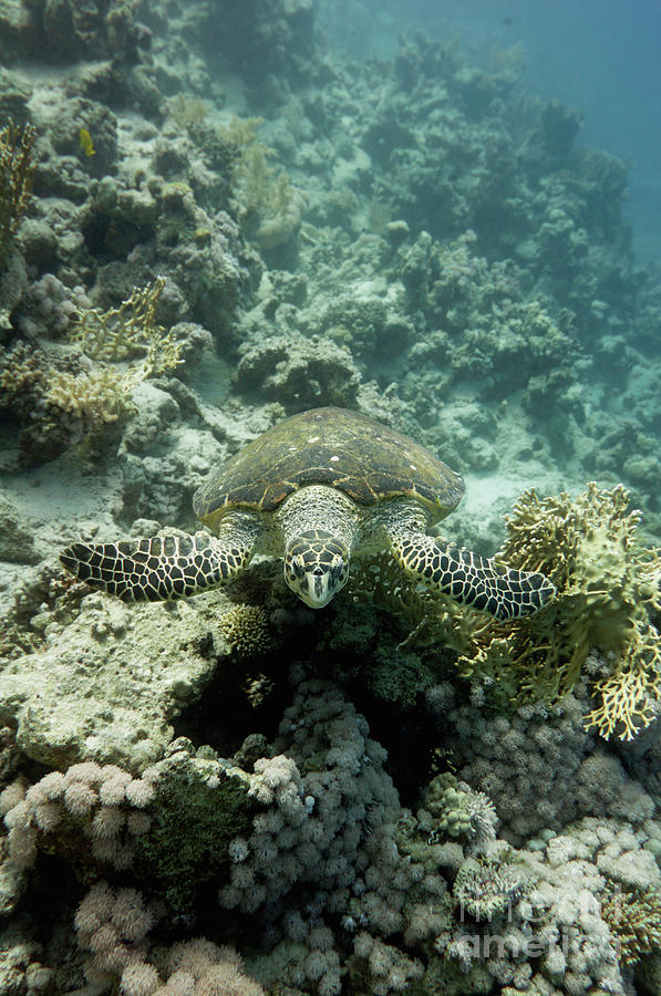 Hawksbill Sea Turtle by Microgen Images/science Photo Library