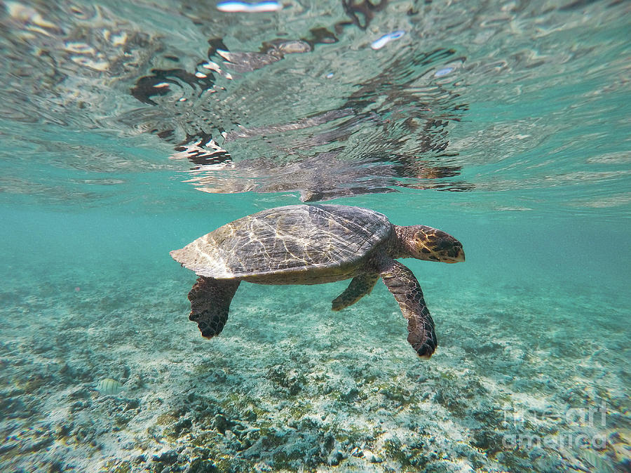 Hawksbill Sea Turtle by Photostock-israel/science Photo Library