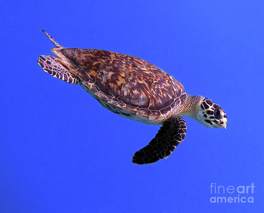 Hawksbill Turtle 19 Photograph by Daryl Duda