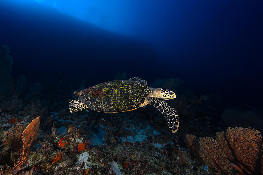 Turtle Photograph - Hawksbill Turtle by Barathieu Gabriel