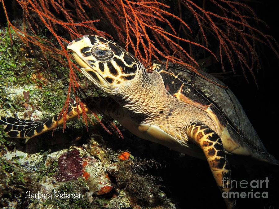 Hawksbill Turtle Photograph by Barbara Petersen
