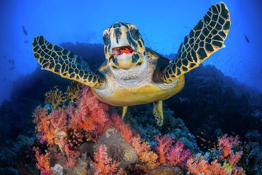 hawksbill-turtle-feeding-on-red-soft-coral-sinai-egypt-photograph-by