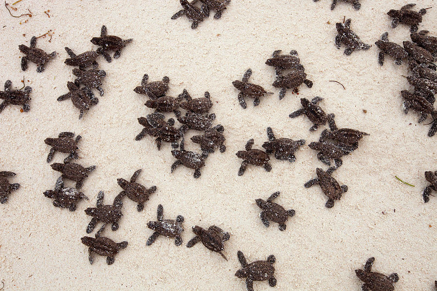 Hawksbill Turtle Hatchlings Photograph by Nhpa