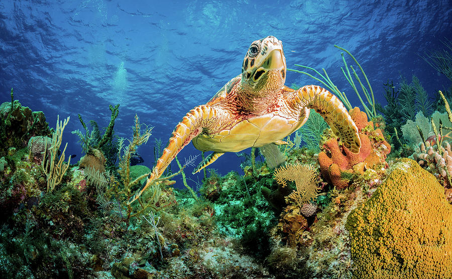 Hawksbill Turtle Swimming Through Caribbean Reef Photograph by Jan Abadschieff