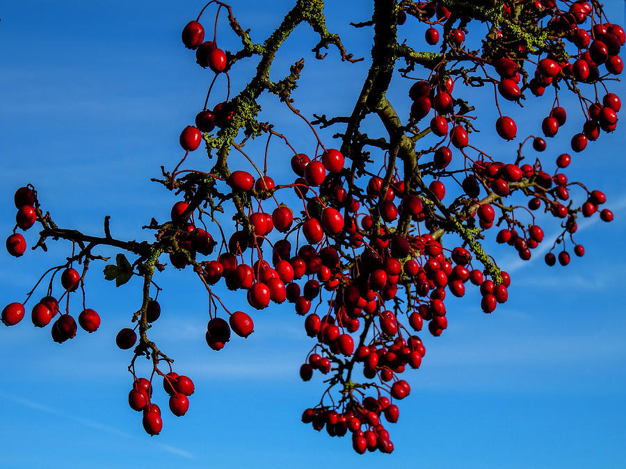 Hawthorn Berries Photograph