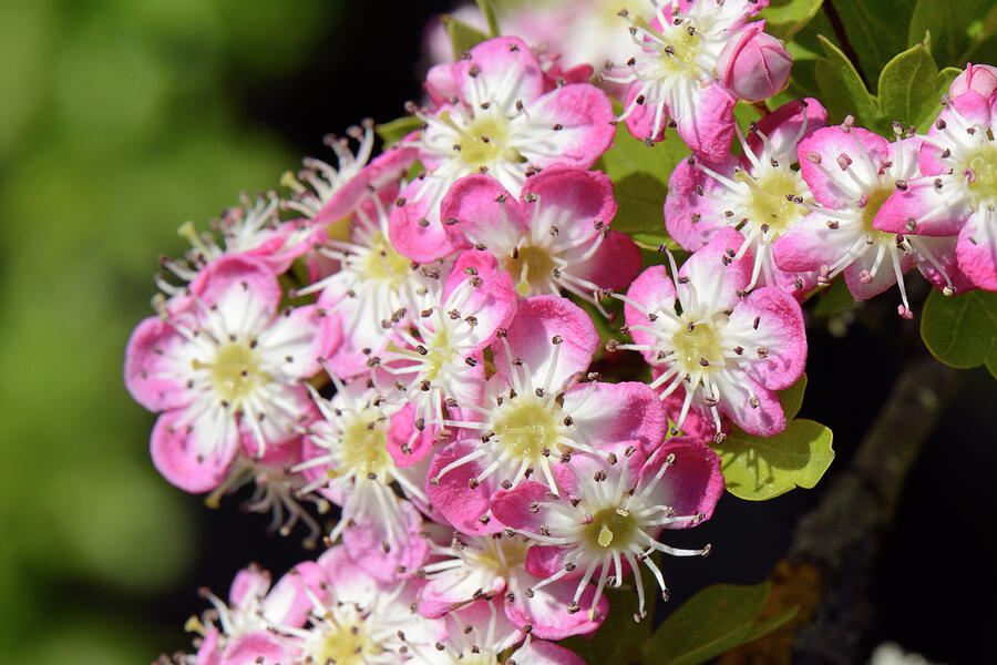 Hawthorn Blossom, Pink Form, Wiltshire, Uk Photograph by Nick Upton ...