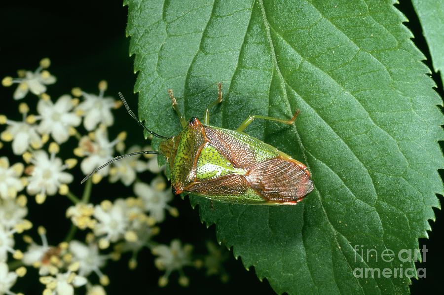 Wildlife Photograph - Hawthorn Shield Bug by Astrid & Hanns-frieder Michler/science Photo Library