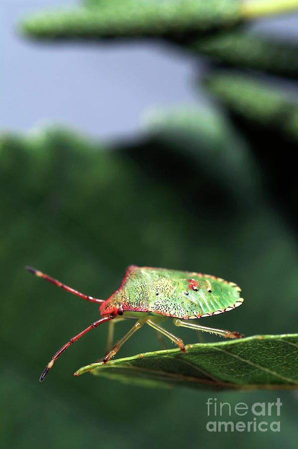 Hawthorn Shieldbug by Uk Crown Copyright Courtesy Of Fera/science Photo ...