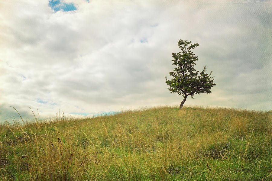 Hawthorn Tree On A Hill Photograph by Image By Catherine Macbride