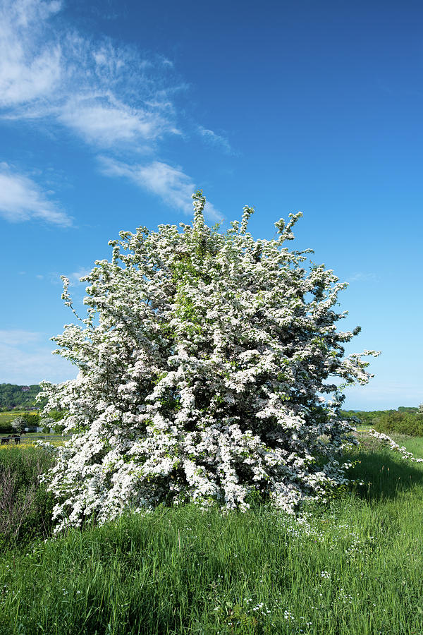 Hawthorne Tree in bloom. Photograph by Roy Pedersen