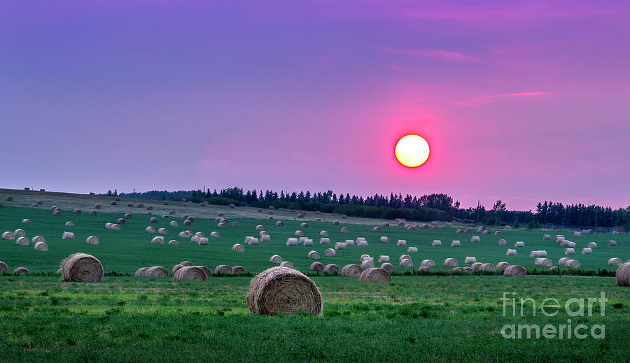 Hay At Red Sun Photograph