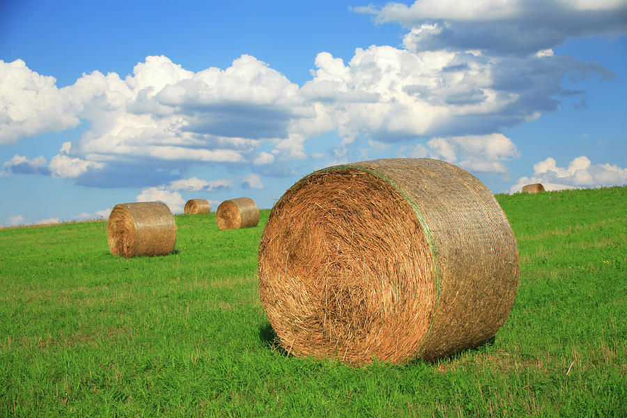 Hay Bales On Summer Meadow Photograph by Avtg