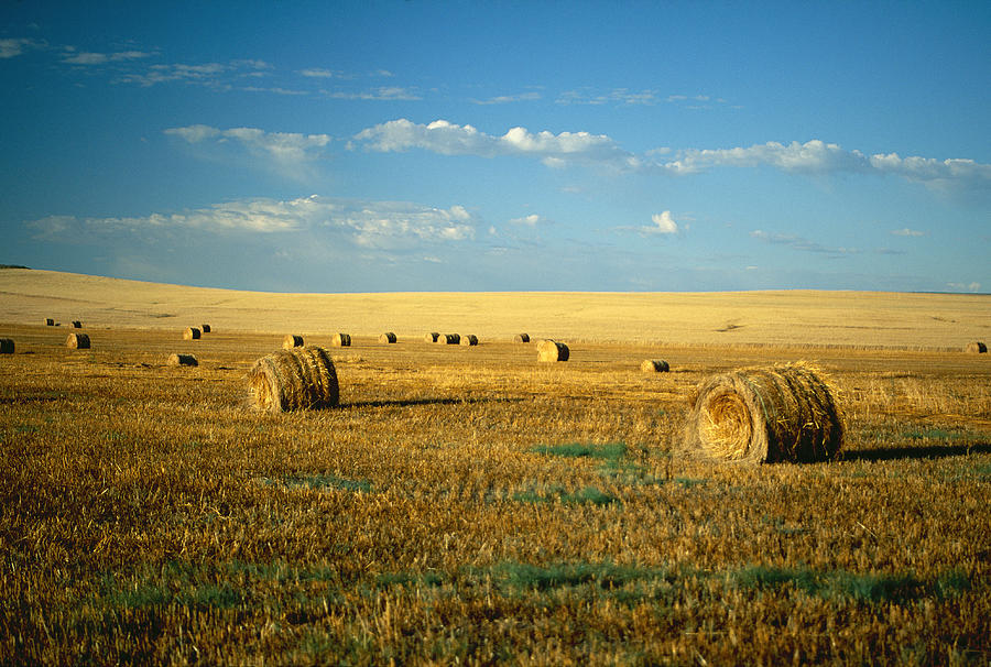 Hay Field, North Dakota Photograph by Brand X Pictures