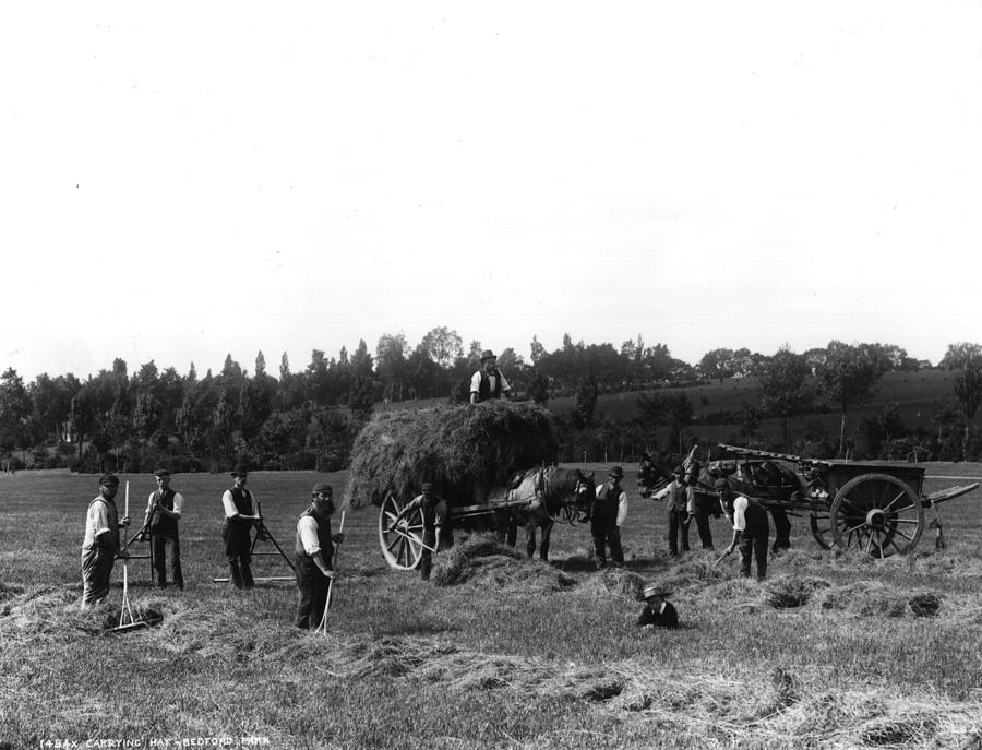 Haymaking Photograph by London Stereoscopic Company