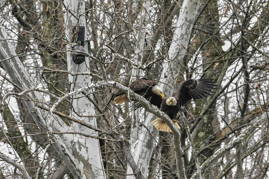 Hays Bald Eagles Photograph by Robert Bevan - Fine Art America