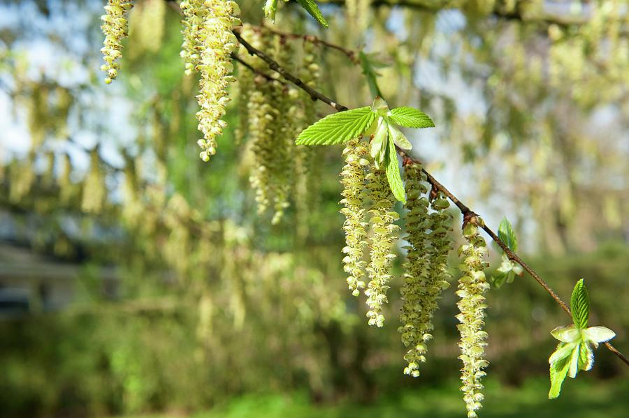 Hazel Branch In Spring Photograph by Manuela Rther