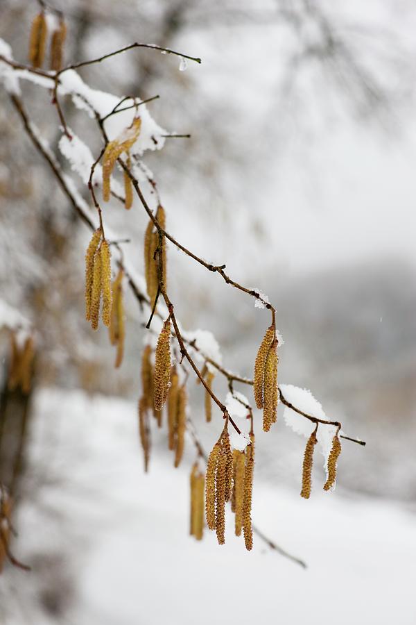 Hazel Catkins Hanging From Branches In Winter Landscape Photograph by Sabine Lscher