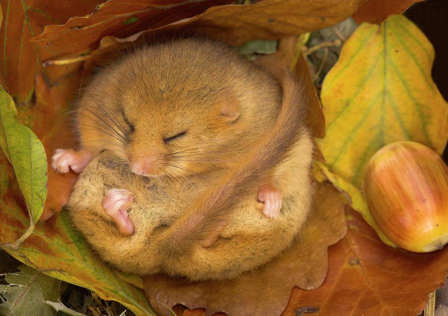 Hazel Dormouse Hibernating, Captive, Leicestershire, Uk