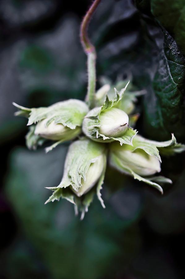 Hazelnuts On A Bush close-up Photograph by Atelier Hmmerle