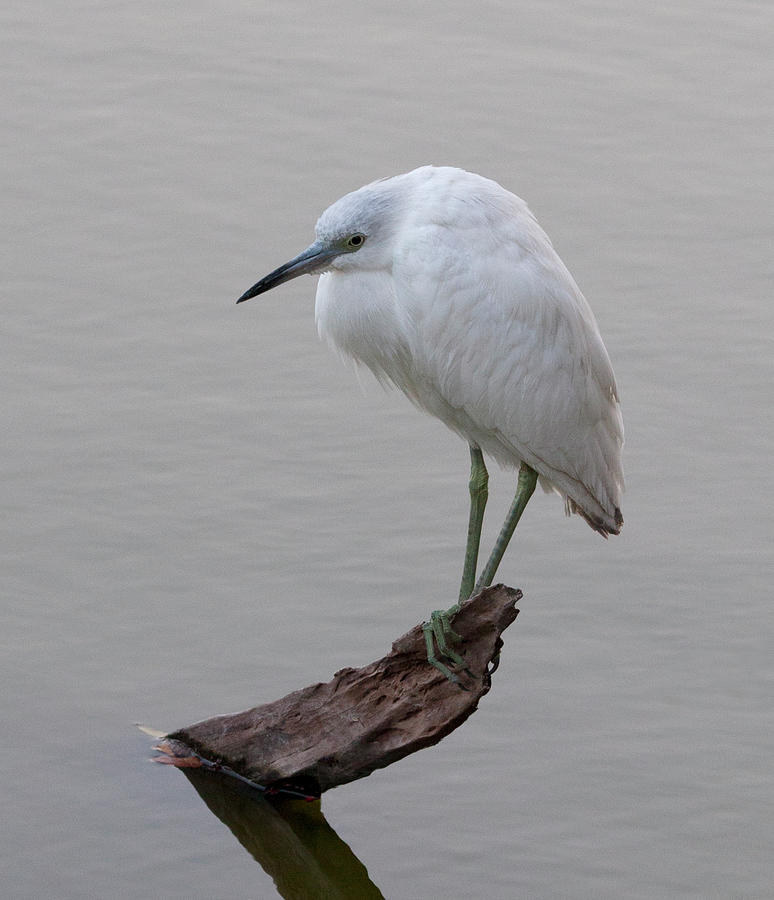 HB3 Juvenile Little Blue Heron Photograph by Judy Syring - Fine Art America