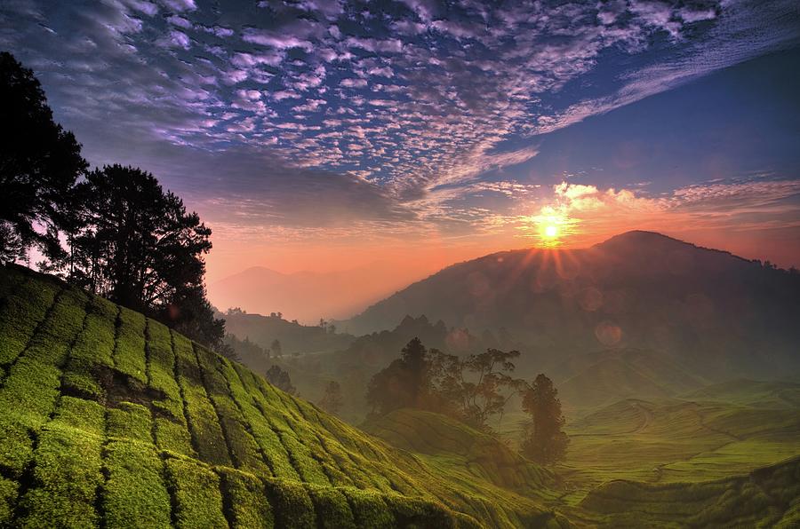 Hdr Sunrise From Tea Plantation Photograph by Liewwk - Www.liewwkphoto.com