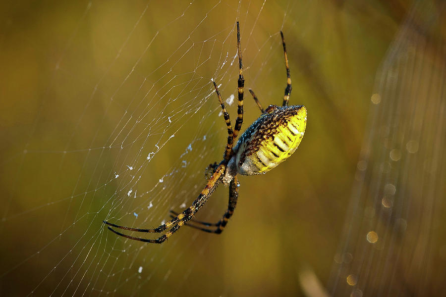 Spider Photograph - Hdr12 by Gordon Semmens