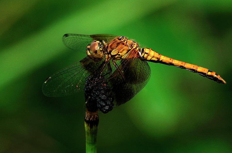 Dragonfly Photograph - Hdr20 by Gordon Semmens