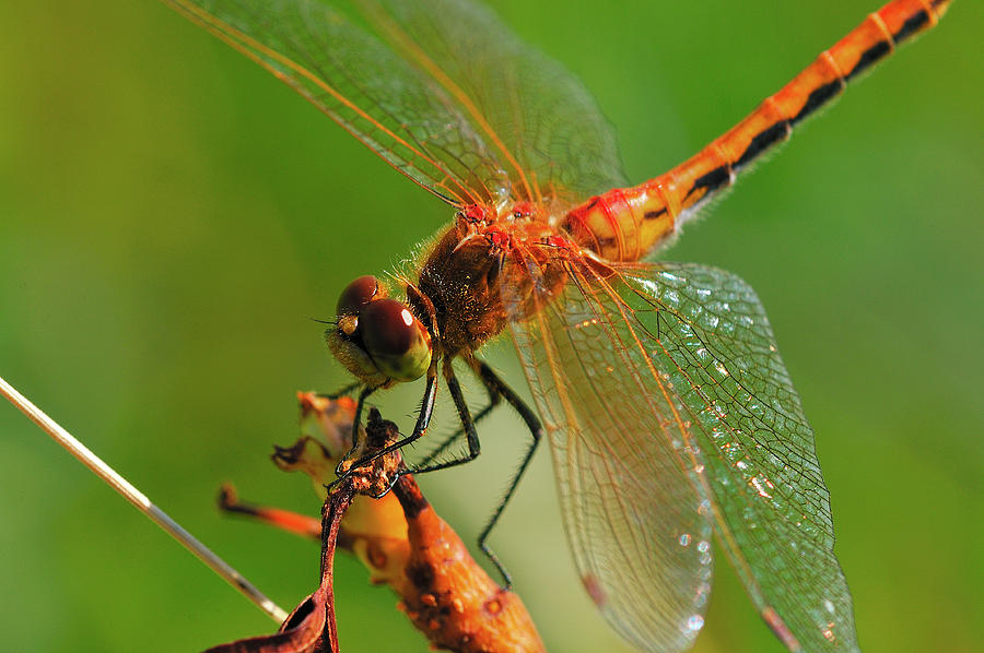Dragonfly Photograph - Hdr24 by Gordon Semmens